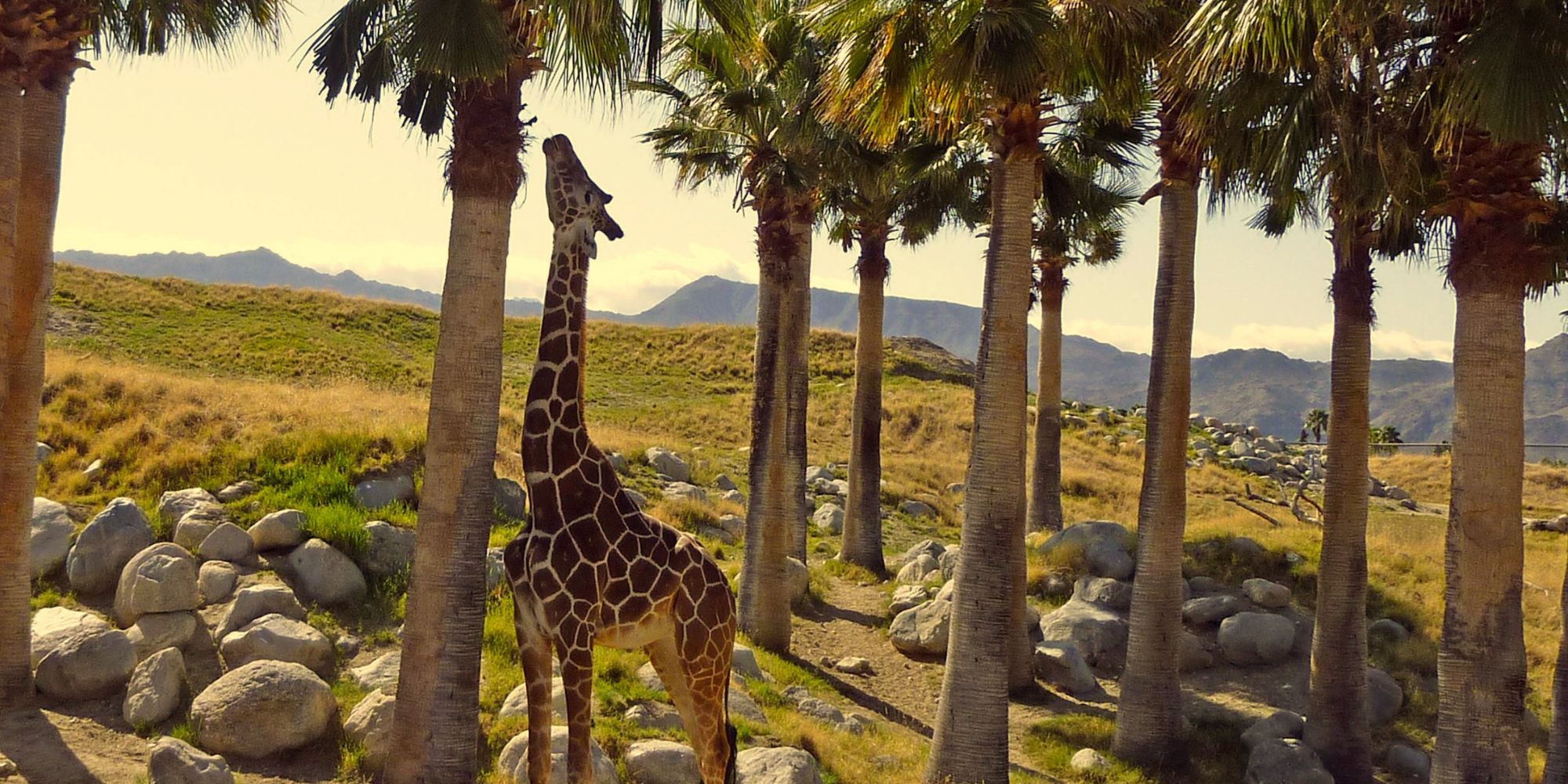 Spend Time at The Living Desert Zoo & Gardens