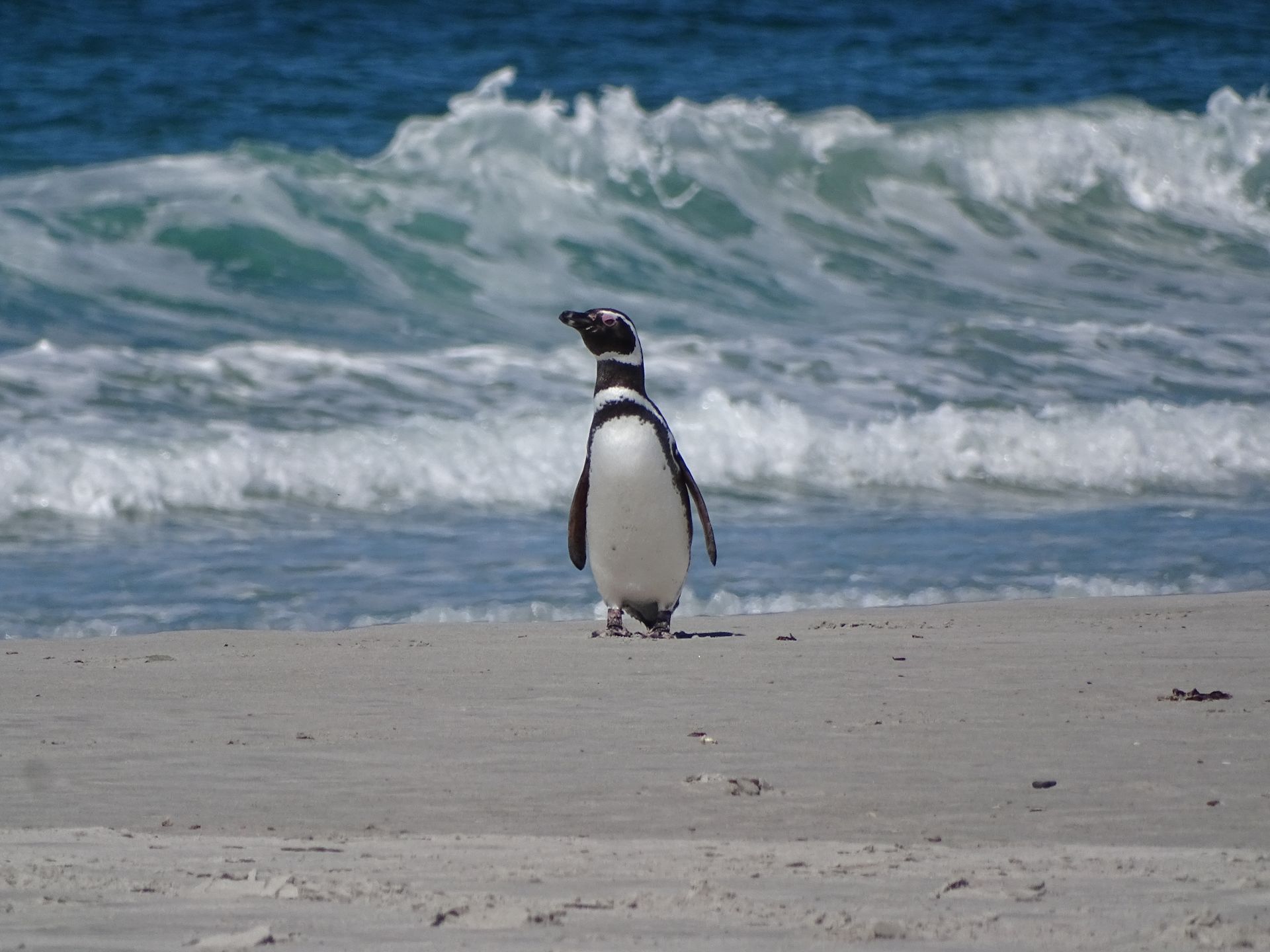 Falkland Islands destination